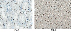 MilliporeSigma anti-HNF-1-beta Clone: 12A5.1, 100&mu;g, Unlabeled:Antibodies,
